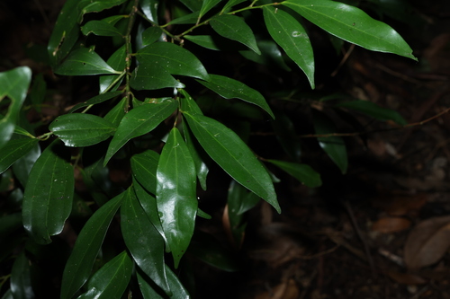 Glossy Laurel (Cryptocarya laevigata)