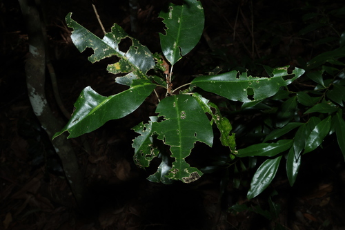 yellow aspen (Sarcomelicope simplicifolia)