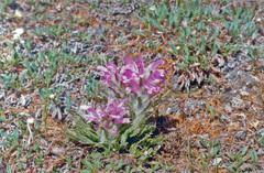 Pedicularis dasyantha