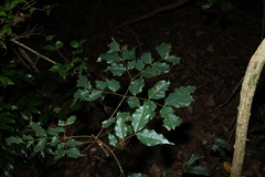 (c) Greg Tasney, some rights reserved (CC BY-SA) Archidendron grandiflorum, photograph (c) Greg Tasney, some rights reserved (CC BY-SA)