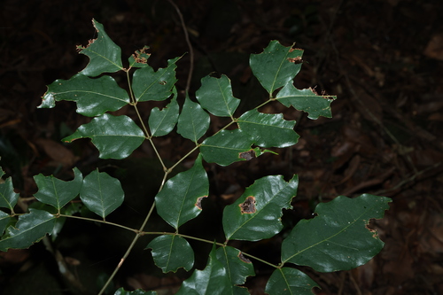 Archidendron grandiflorum, photograph 5