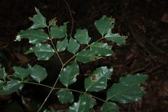 (c) Greg Tasney, some rights reserved (CC BY-SA) Archidendron grandiflorum, photograph (c) Greg Tasney, some rights reserved (CC BY-SA)