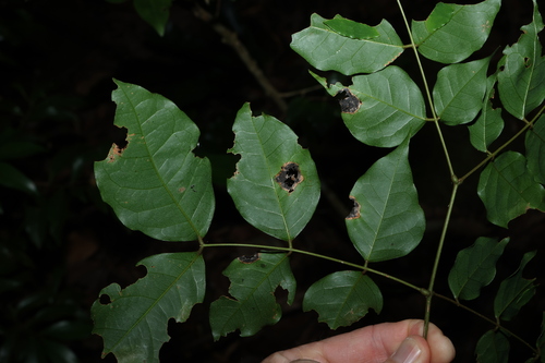 Archidendron grandiflorum, photograph 3
