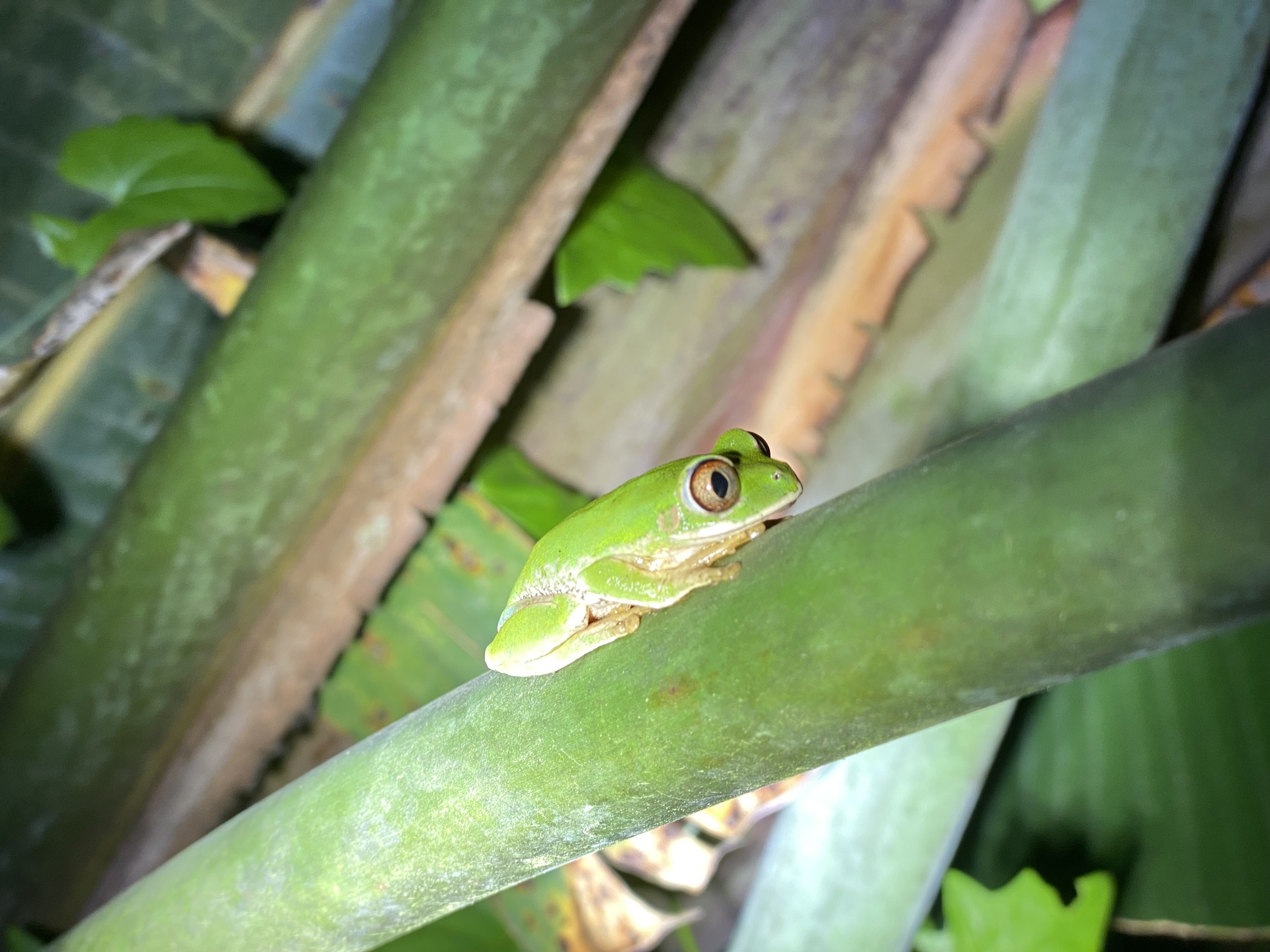 Leptopelis natalensis (Smith, 1849)