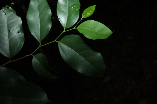 Investigator-tree (Celtis paniculata)