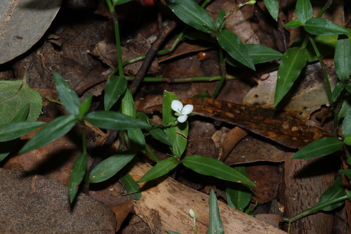 Aneilema biflorum, photograph 5