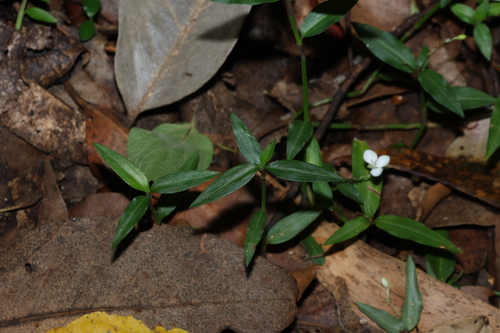 Aneilema biflorum, photograph 6