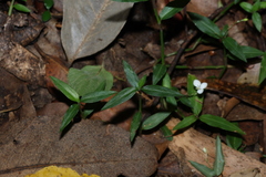 Aneilema biflorum, photograph (c) Greg Tasney, some rights reserved (CC BY-SA)