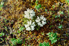 Pedicularis dasyantha