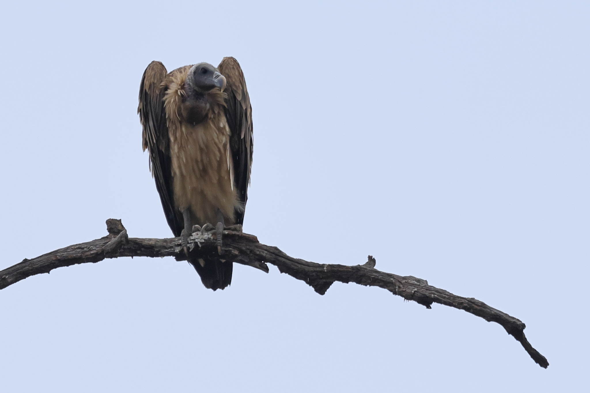 Indian Vulture (Gyps indicus), photo 1