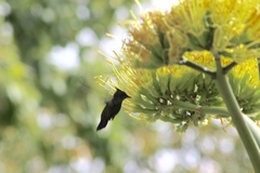 Orthorhyncus cristatus