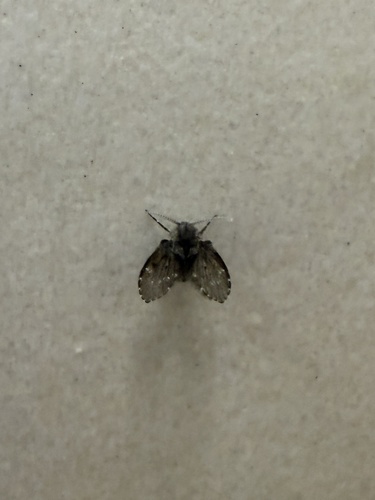 Unknown species found near Dane County Regional Airport, Madison, WI, US