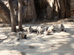 Semnopithecus entellus