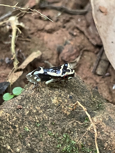 Acevedo Spiny-backed Frog