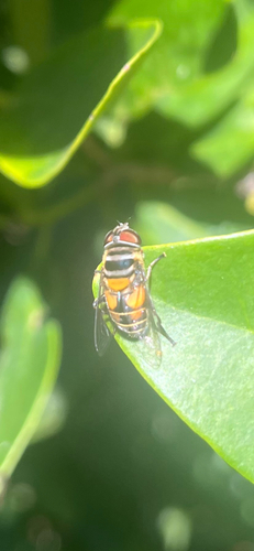 Unknown species found near Lake Wales, FL, US