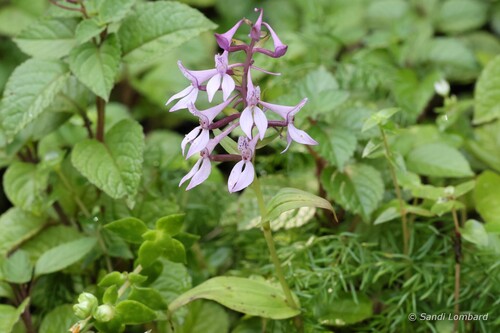 Forest False-Disa