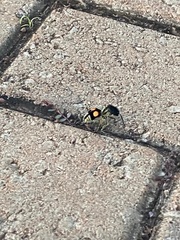 Hoplomutilla spinosa