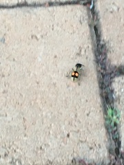 Hoplomutilla spinosa