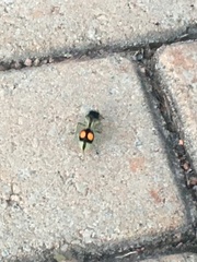 Hoplomutilla spinosa