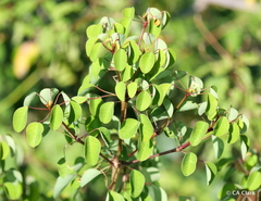 Euphorbia petiolaris