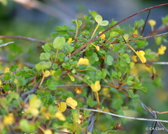 Ipomoea eggersii