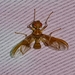 Ctenostylidae - Photo (c) Steven Easley, algunos derechos reservados (CC BY-NC)