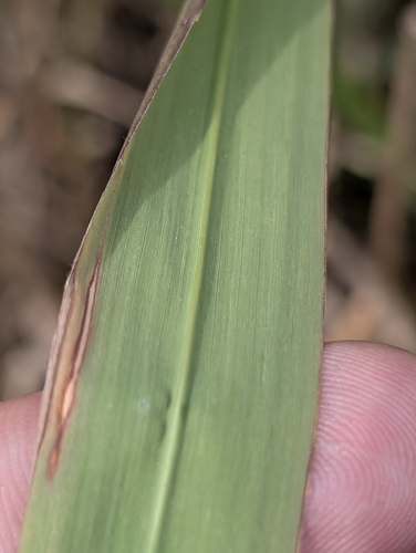 Himalayan fairy grass (Miscanthus nepalensis)