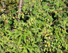 Euphorbia petiolaris