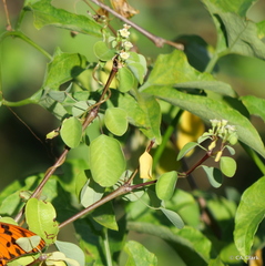 Euphorbia petiolaris
