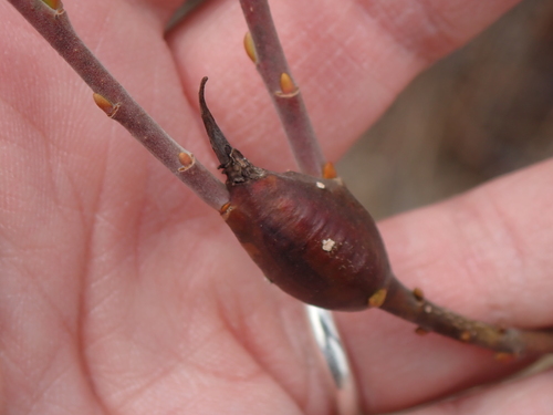 Unknown species found near Leverett, MA, USA