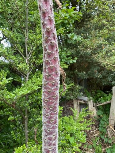 Echium pininana