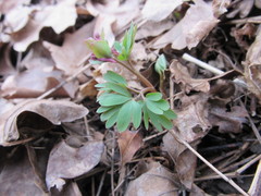 Corydalis intermedia