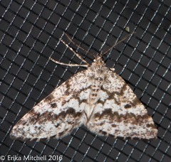 Eufidonia discospilata