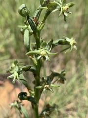 Habenaria humilior