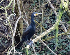 Phalacrocorax carbo