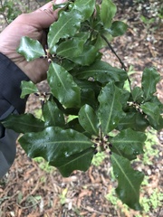 Pittosporum eugenioides