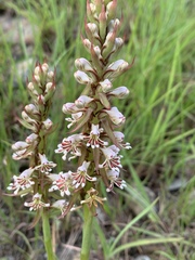 Satyrium cristatum cristatum