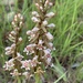 Satyrium cristatum cristatum - Photo (c) John Kinghorn, some rights reserved (CC BY-NC), uploaded by John Kinghorn