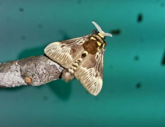 Megalopyge albicollis