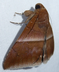 Parallelia calefaciens