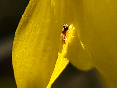 Unknown species found near Champaign County, US-IL, US