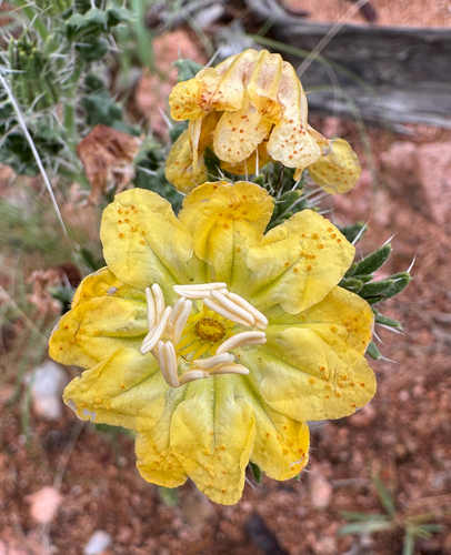 Yellow Nectarcup (Codon schenckii)