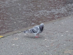 Columba livia domestica