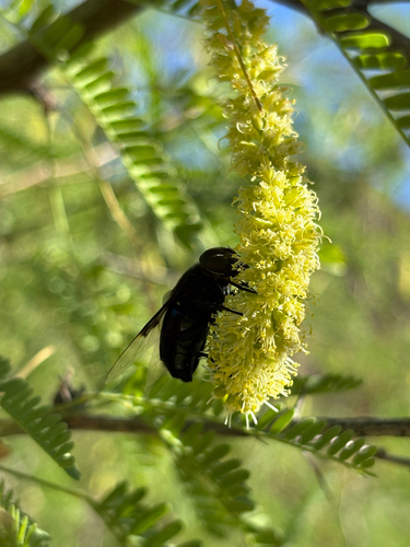 Unknown species found near Organ Pipe Cactus National Monument, Pima County, US-AZ, US