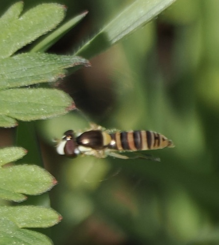 Unknown species found near Blount County, TN, USA