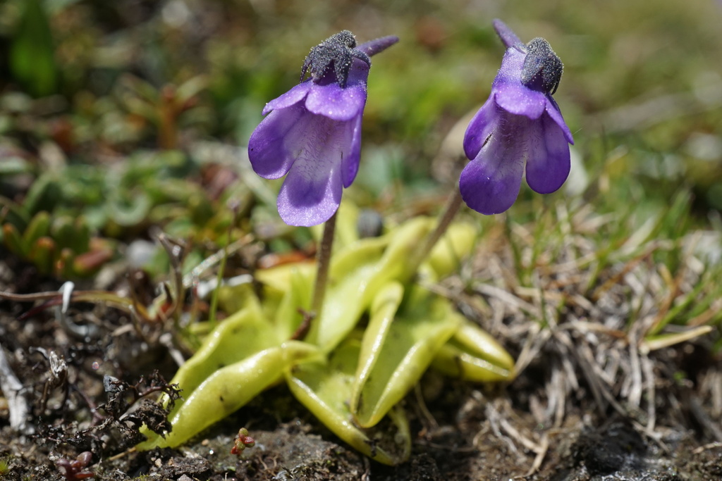 Section Pinguicula