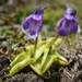 Section Pinguicula - Photo (c) xulescu_g, some rights reserved (CC BY-SA)