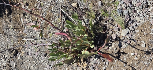 Rumex giganteus observed 2026-03-26