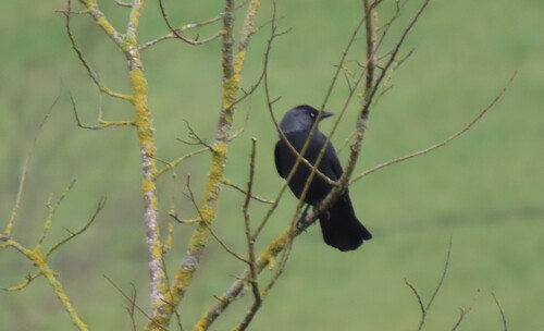 Eurasian Jackdaw