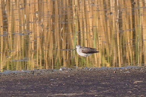 iNaturalist: (c) Lukas Sekelsky, some rights reserved (CC BY-NC), uploaded by Lukas Sekelsky iNaturalist image